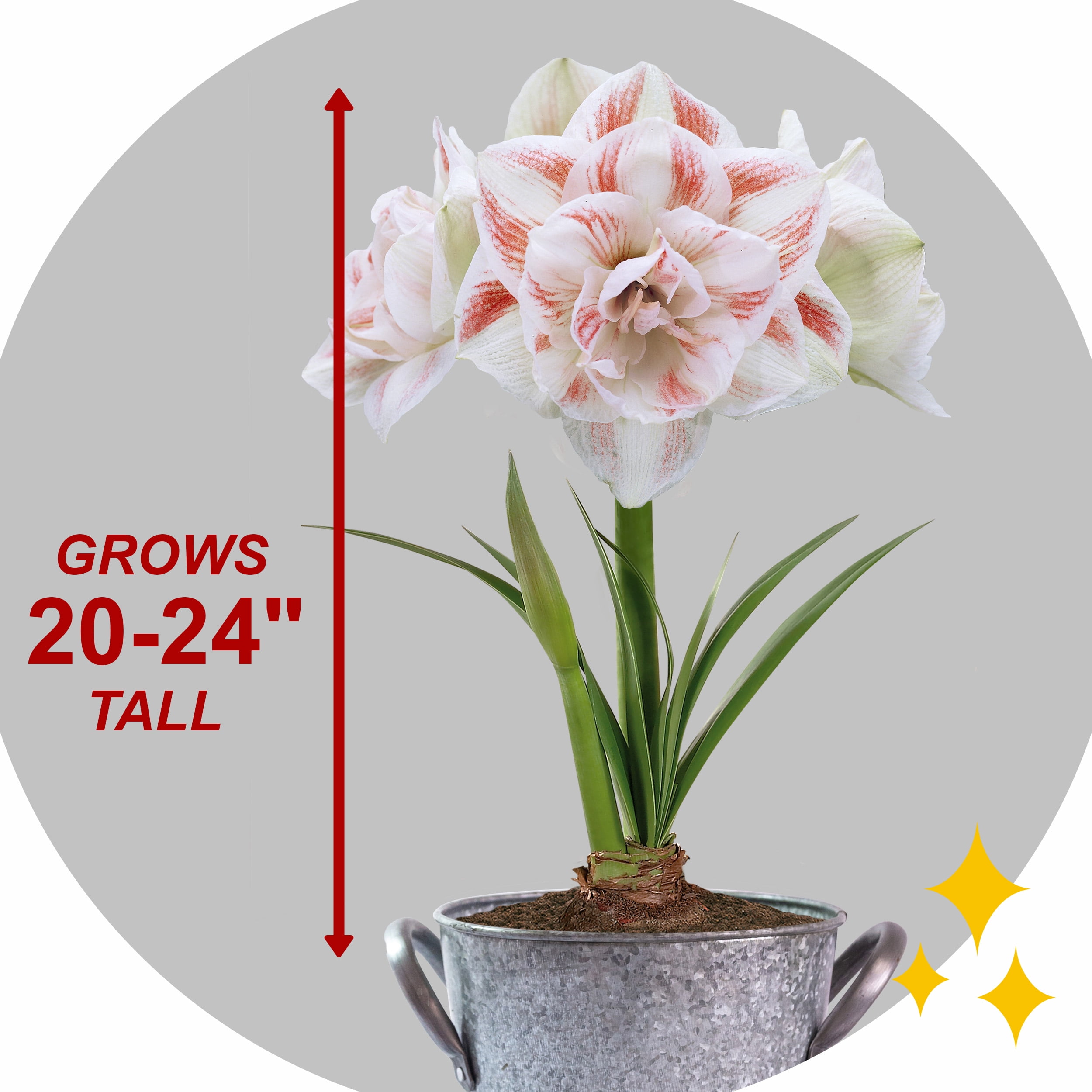 Garden State Bulb Galaxy Nymph Double Amaryllis Bulb Gift Kit, 26/28cm (Zinc Planter) Garden State Bulb Galaxy Nymph Double Amaryllis Bulb Gift Kit, 26/28cm (Zinc Planter)