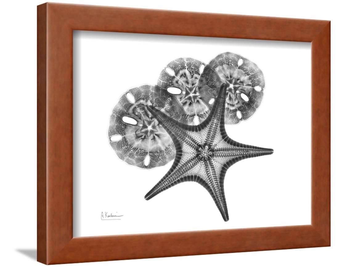 Starfish and Sand Dollar Framed Print Wall Art By Albert Koetsier