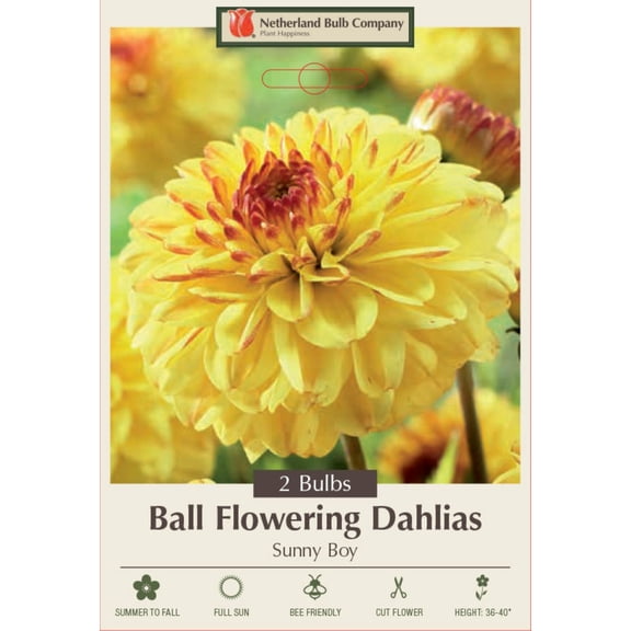 Sunny Boy Dahlia - Ball Flowering Dahlia - 2 bulbs