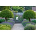thumbnail image 5 of RedCrocus Hidcote English Lavender - Aromatic, Drought Tolerant, Non-Toxic, Attracts Pollinators, Fragrant Shrub for Borders and Gardens, Easy Care  2 Gallon, 5 of 36
