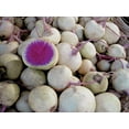 thumbnail image 2 of Exotic Radish Watermelon Seeds for Planting - 250+ Seeds - Rare Garden Vegetable Seeds, 2 of 3
