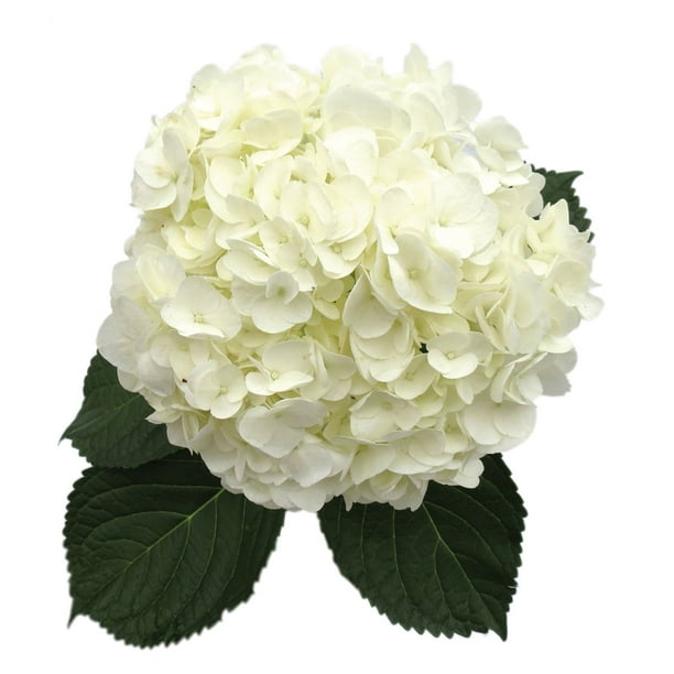 Member's Mark Hydrangeas, choose color and stem count