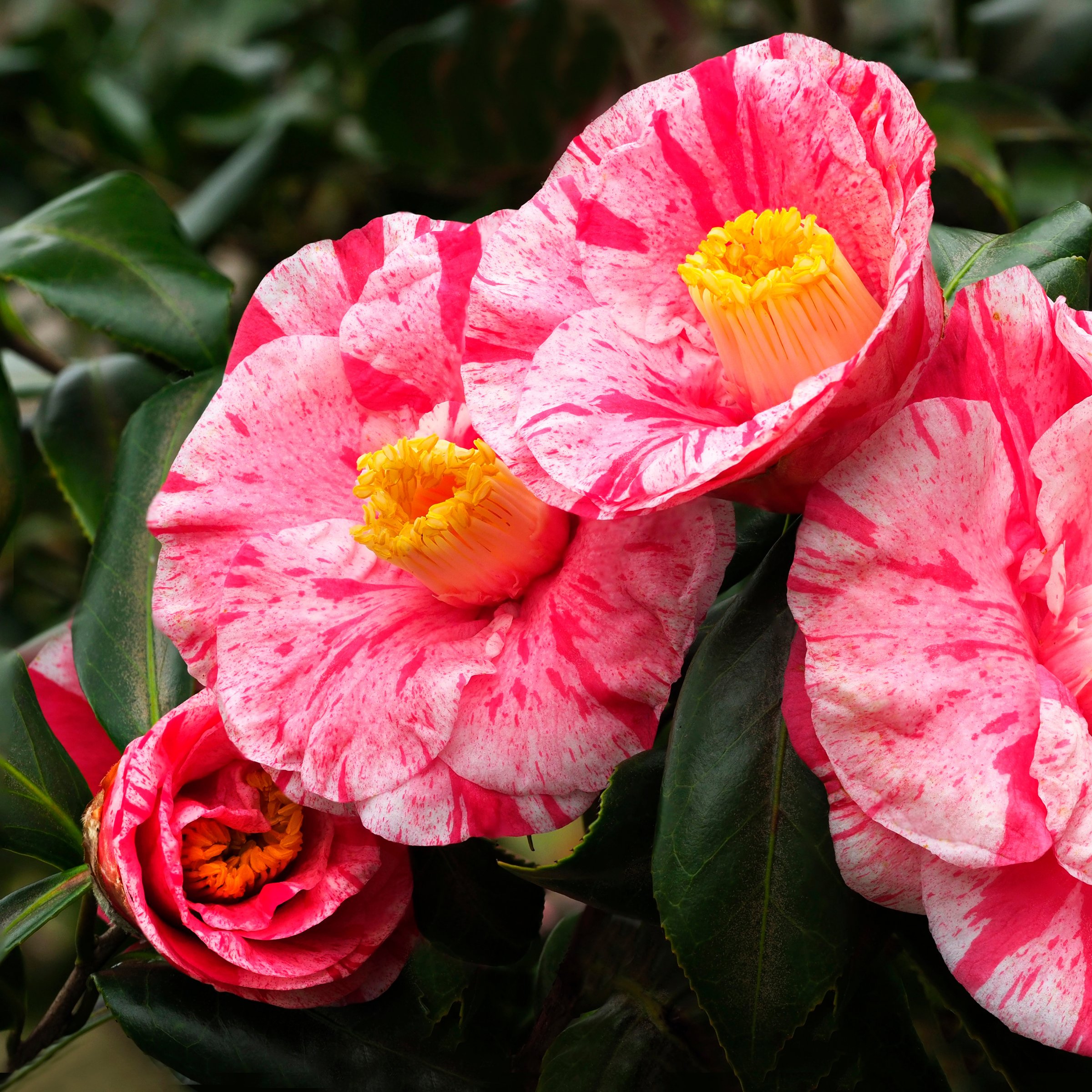 National Plant Network 1 gal. Camellia Japonica Tricolor Shrub