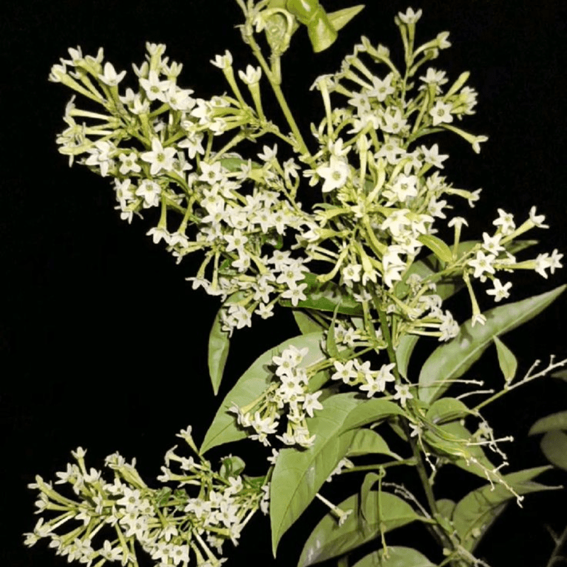 Night Blooming Jasmine Plant Live, Climbing Jasmine Flower Plant, White and Fragrant Flowers for Indoor Outdoor Gardening, 4 to 7 Inches Tall