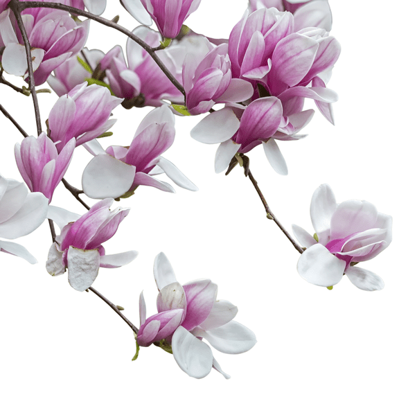 Saucer Magnolia Tree – Live Flowering Ornamental Tree with Large Pink Spring Blooms, 1 Gallon Potted, Single Plant
