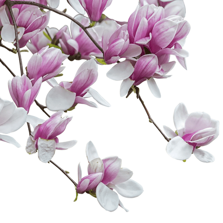 Saucer Magnolia Tree – Live Flowering Ornamental Tree with Large Pink Spring Blooms, 1 Gallon Potted, Single Plant