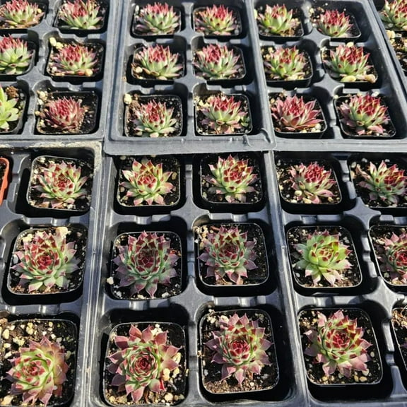 Sempervivum Wilderness Glow, Mini Color Hens and Chicks, 2in Pot
