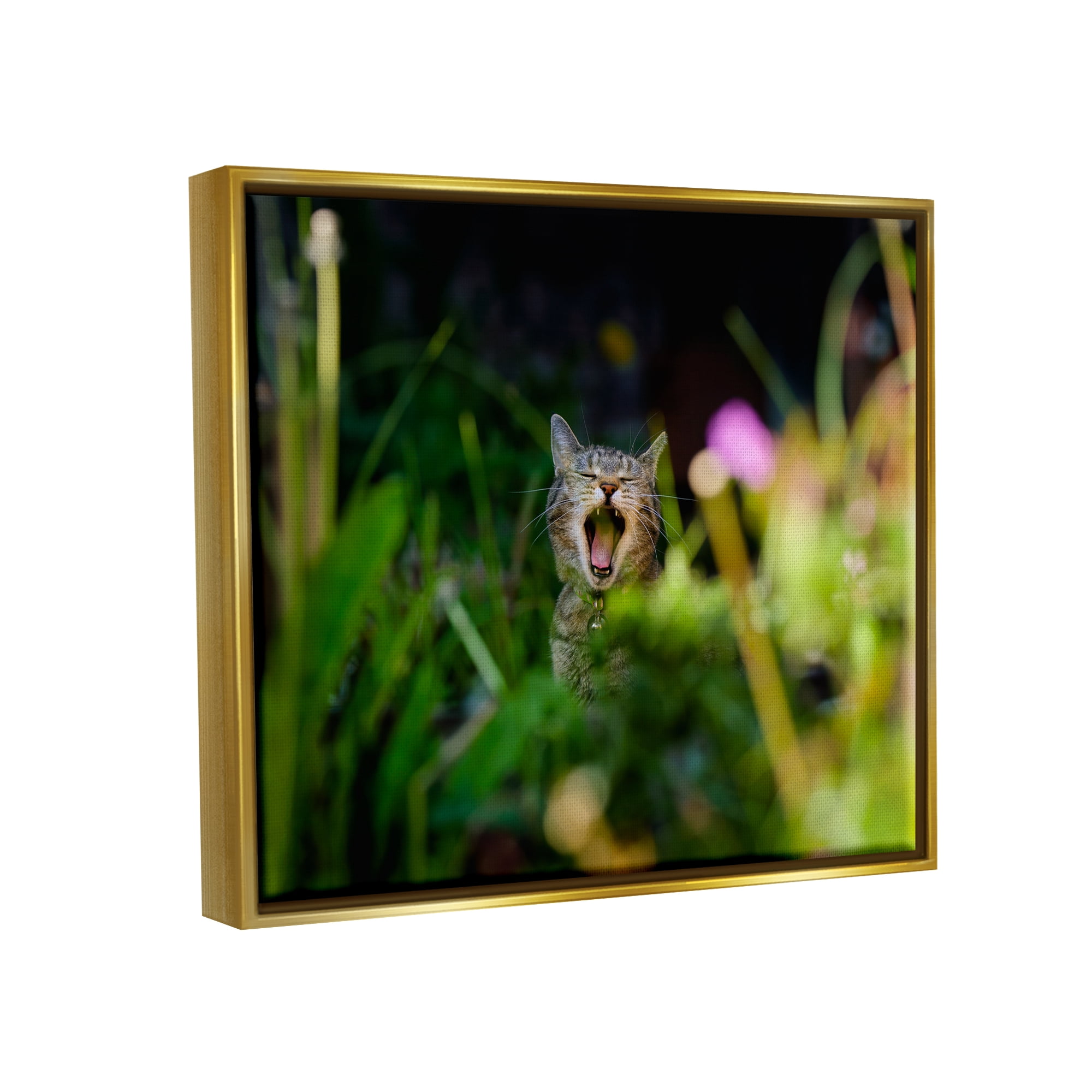 Stupell Industries Yawning Cat in Grass Animals & Insects Photography Gold Floater Framed Canvas Art Print Wall Art, 31 x 25