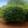 thumbnail image 4 of Brighter Blooms - Dwarf Burning Bush, 3 gal - No Shipping to AK, AZ, CT, DE, HI, IA, MA, MD, ME, MN, MO, NH, NJ, NY, OR, PA, VT, WI, 4 of 7