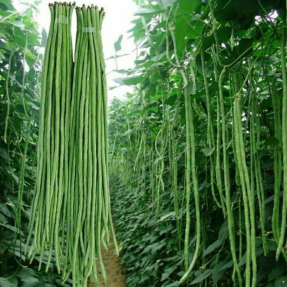 CZ Grain 200 Asian Yard Long Bean Plant Seeds