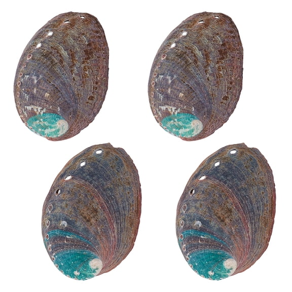 4 PCS Large Abalone Shell 3.5 Inch Natural Abalone Shell Beautiful Smudge Bowl for Smudge Sticks Furniture Decoration and Shell Art Crafts DIY