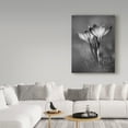thumbnail image 3 of Trademark Fine Art 'Crocus Bw' Canvas Art by István Nagy, 3 of 3