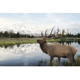 thumbnail image 2 of Deiter, Lori 18x13 Black Ornate Wood Framed with Double Matting Museum Art Print Titled - Bull Elk in Tetons, 2 of 4