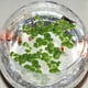thumbnail image 3 of paquetes/36 piezas de plantas de lenteja de agua simuladas decorativas de plástico con raíces (verde), 3 of 7