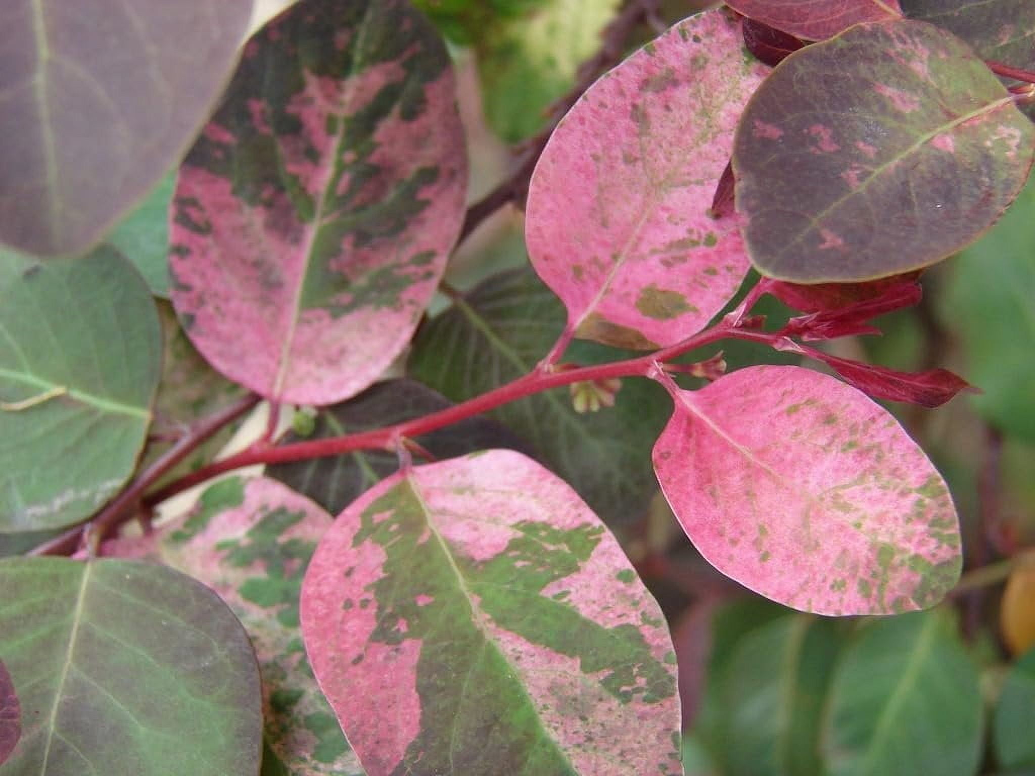 Breynia Disticha Roseopicta Snowbush  3 Live Plants  Ornamental Shrub, Perfect for Indoor & Outdoor Landscaping  Drought Tolerant, Low-Maintenance, Easy-to-Grow Plant