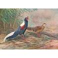 thumbnail image 2 of George Edward Lodge 14x11 Black Ornate Wood Framed Double Matted Museum Art Print Titled: Swinhoe's Kaleege (1918-1922), 2 of 5