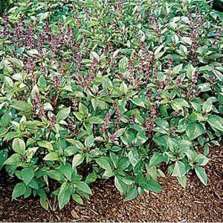 Basil Cinnamon Great Herb 200 Seeds (Best Pumpkin Seed Recipe Cinnamon)