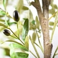 thumbnail image 5 of (6FT)Faux Olive Plant | Faux Tree with Natural Trunk Realistic Leaves Fruits | Artificial Trees, Modern Decor for Terrace Hotel Indoor House, 5 of 9