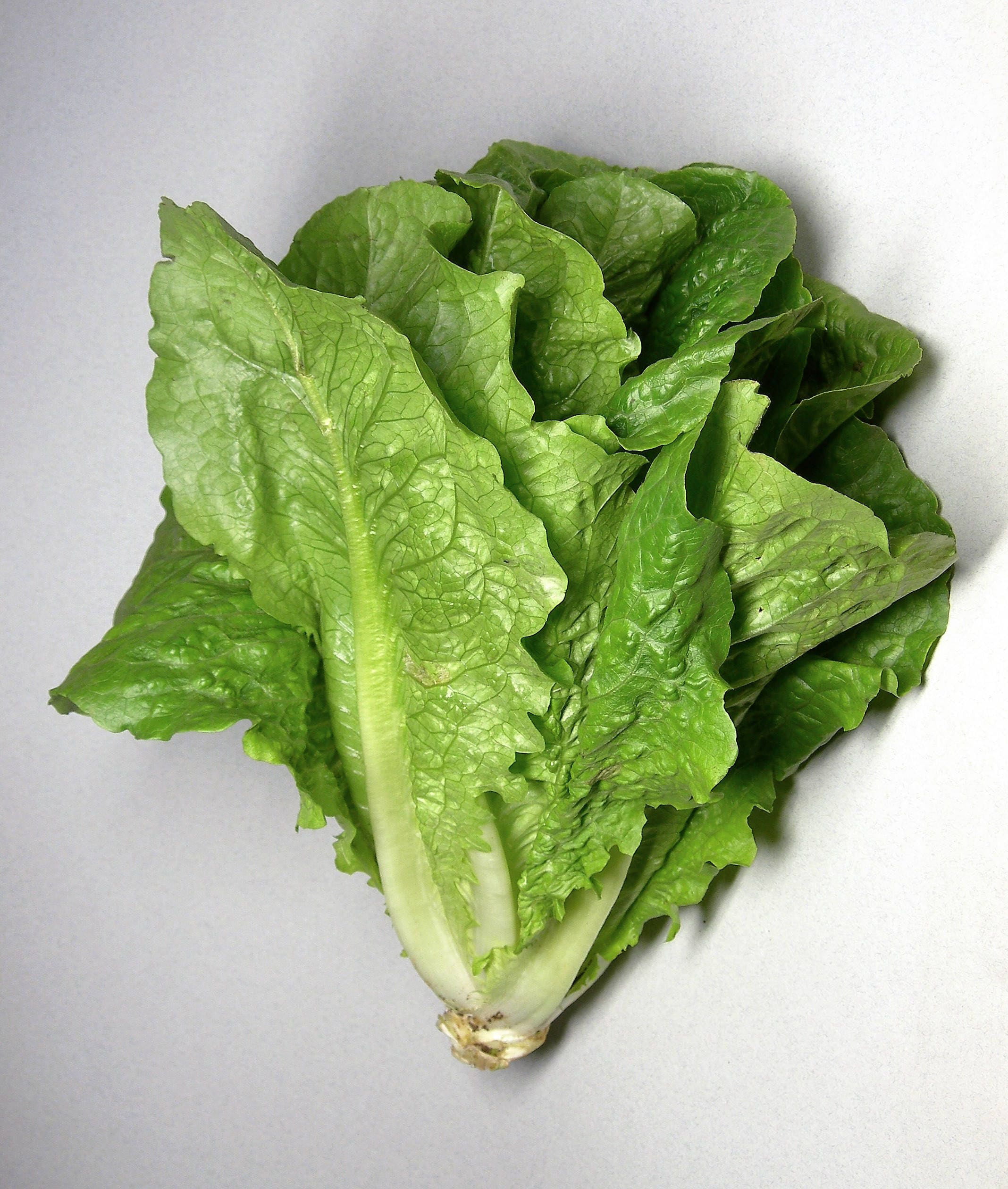 Organic Little Gem Lettuce Seeds (Lactuca sativa)