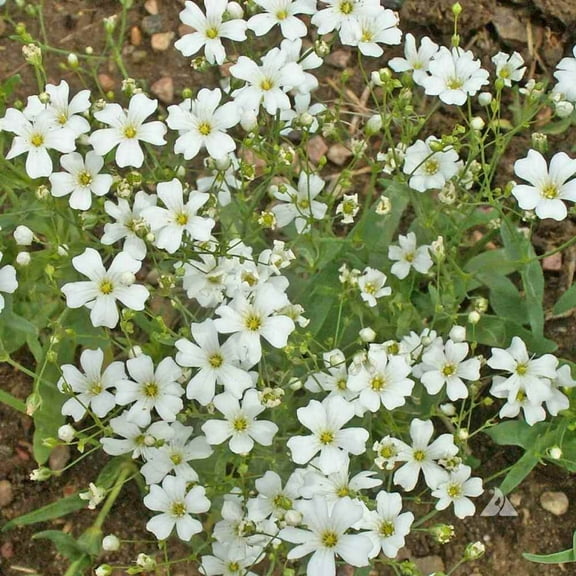 Outsidepride Gyposophila Elegans Baby's Breath Flower Seed - 1/4 LB