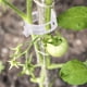 thumbnail image 4 of Apuakthei 100 clips de soporte para plantas, clips de soporte para jardín, clips de jardín, vid de uva, tomate, vid, verduras, plantas, clips de enrejado para crecer en posición vertical, hace que, 4 of 8