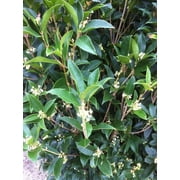Fragrant Tea Olive Shrub 1 Extra Large 3 Gallon Plant Osmanthus Fragrans Blooming Specimen