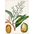 thumbnail image 2 of Turpin 24x32 White Modern Wood Framed Museum Art Print Titled - Turpin Tropical Fruit X, 2 of 4