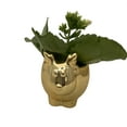thumbnail image 2 of Gold Reindeer Ceramic Planter with Live Kalanchoe Plant - 3" x 3", 2 of 2