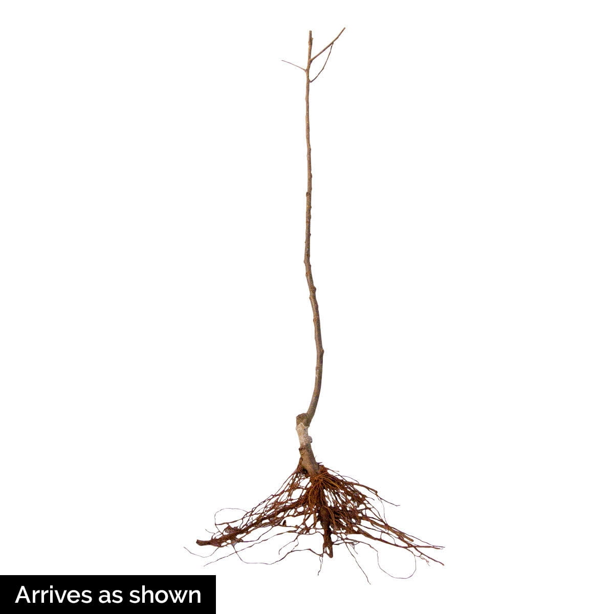 Gurney's Granny Smith Apple 2-4' Green Live Plants in Bare Root, Hardy in USDA zones 5 to 9