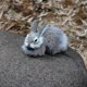 thumbnail image 1 of 15cm Q Version Lifelike Plush Rabbit Lifelike Animal Desktop Ornaments Easter Imitation Rabbit Model Zekai, 1 of 5
