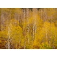 thumbnail image 2 of Gulin, Sylvia 24x19 White Modern Wood Framed Museum Art Print Titled - USA-Idaho-Highway 36 west of Liberty and hillsides covered with Aspens in autumn, 2 of 4