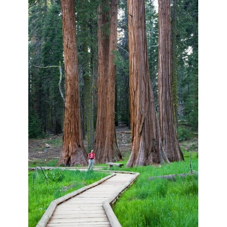 Big Trees Trail with Giant Sequoia Trees, Round Meadow, Sequoia National Park, California, USA Print Wall Art By Jamie & Judy