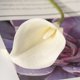 thumbnail image 3 of FloreceBien-ramo de flores artificiales de lirio de Cala, 10 Uds., para boda, novia, ducha, decoración del hogar, lirio de imitación, 3 of 5