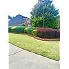 USA Pine Straw - Premium Pine Needle Mulch (Pine Needle Mulch - Covers 65-80 Sqft 1 Set)