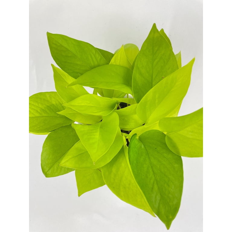 Neon Lemon Lime Pothos