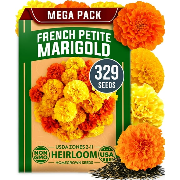 HOME GROWN Petite French Marigold Seeds MVR1 - 329  Seeds for Planting Outdoors - Easy to Grow Companion Plant & Quick Blooming - Pollinator Heirloom Wildflower Seed (Tagetes patula)