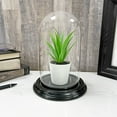 thumbnail image 4 of Plymor 4" x 7" Small Glass Display Dome Cloche (Black Wood Veneer Base), 4 of 4