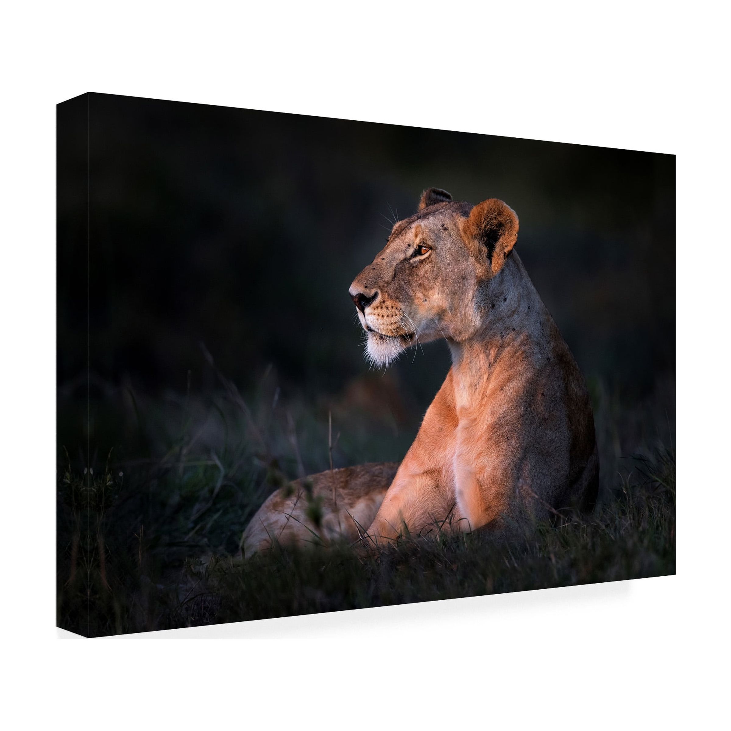 Xavier Ortega 'Lone Lioness' Canvas Art
