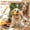 B, variant on Interactive Cat Toy with Fox Tail, Telescopic Fishing Rod-Style Wand for Play, for Indoor and Outdoor Pet Fun, Great for Stimulating Cats Hunting Instincts E