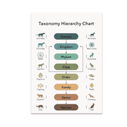Taxonomy Hierarchy Chart Poster - Biology Teacher - 13x19 Poster Print