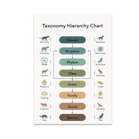Taxonomy Hierarchy Chart Poster - Biology Teacher - 13x19 Poster Print