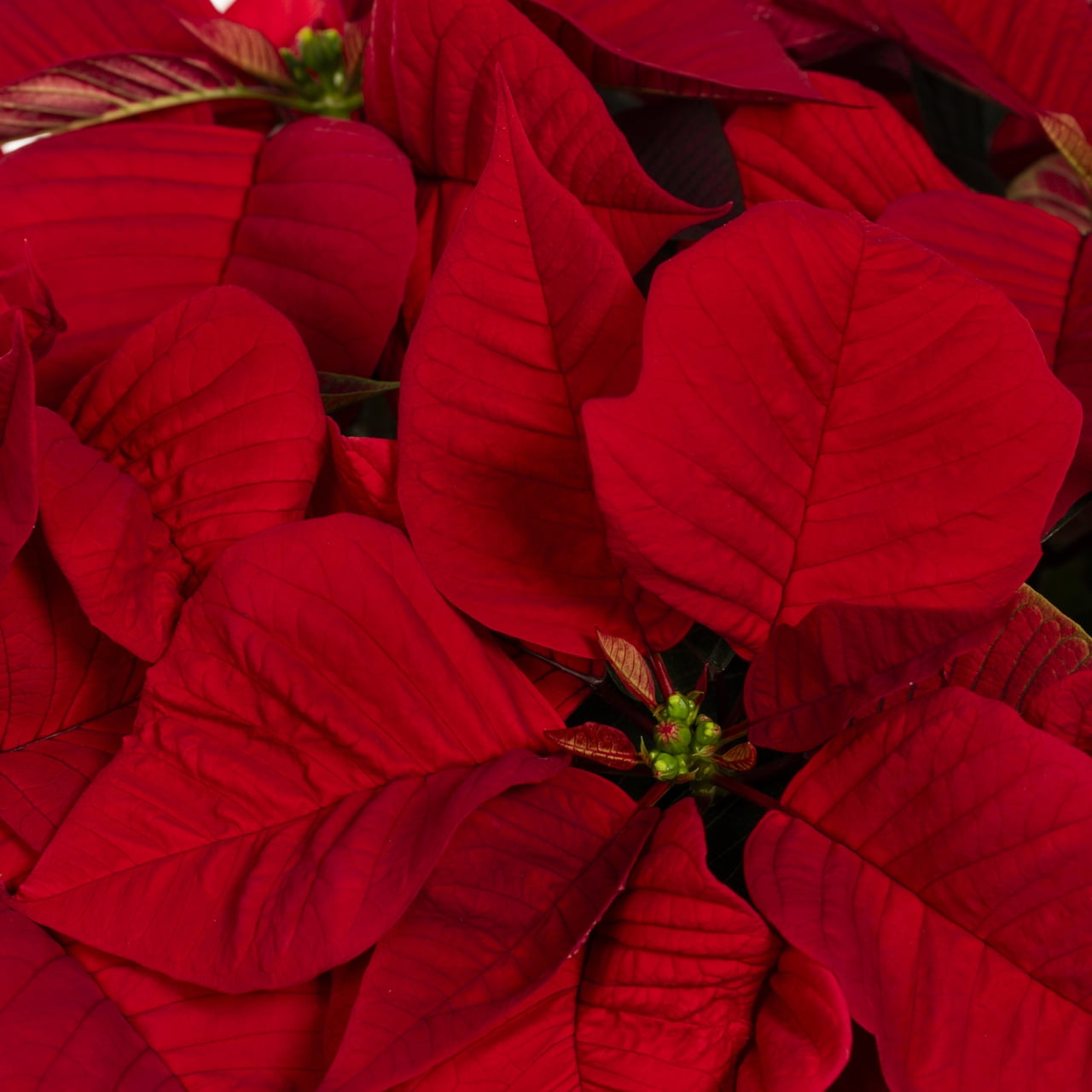 Holiday Time 3.5QT Red Poinsettia Live Houseplant Green Foil Cover Indirect Sunlight
