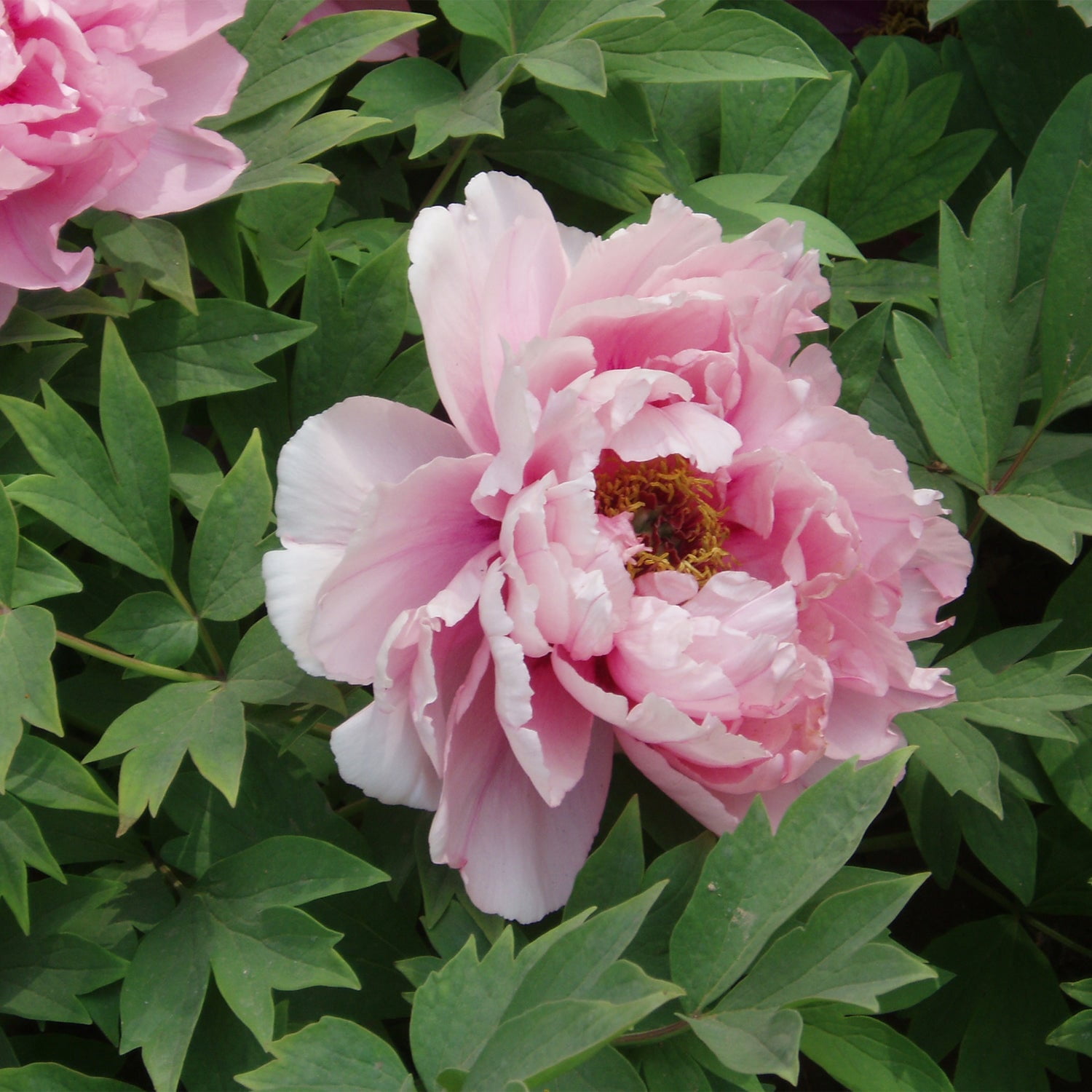Expert Gardener 12-18" Peony Sweet Treat™ Live Tree in 1 gal. Grower Pot