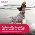 thumbnail image 4 of (30 pack) Galliprant Osteoarthritis Pain & Inflammation Control for Dogs, 60mg, 4 of 6