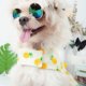 thumbnail image 2 of Ropa para perros, camisa a rayas para cachorros, paquete de 2 camisetas de marinero para mascotas, chaleco de verano, ropa para perros pequeños, medianos, grandes, niños, niñas, perros y gatos Namotu CZCW-ZC464-4, 2 of 7