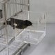thumbnail image 5 of Bird Bath Cage, Cleaning Pet Supplies Cockatiel Bird Bathtub with Hanging Hooks for Parrots Spacious Parakeets Portable Shower Lovebirds Cockatiels Canaries for Most Birdcage, 5 of 5