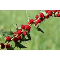 100 Seeds STRAWBERRY STICKS / SPINACH Chenopodium Foliosum Fruit Berry Seeds