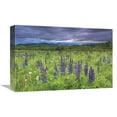 thumbnail image 1 of Global Gallery's 'Lupine Sunrise' By Katherine Gendreau Stretched Canvas Wall Art, 1 of 4