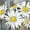Daisy Bunch, variant on Elephant Stock Yellow Poppies Wall Art - Horizontal Canvas Wall Art - Living Room Wall Decor - Floral And Botanical Canvas - Gray And Yellow Decor - 12" x 8"