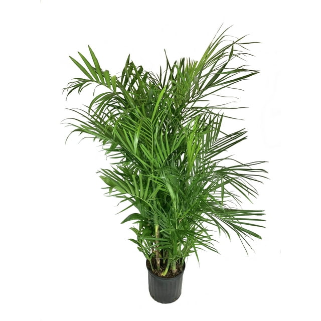 Bamboo Palm